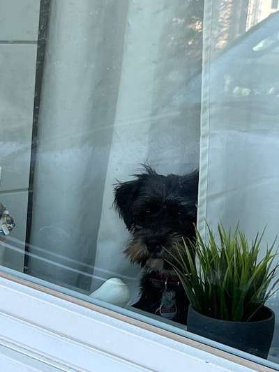 TierschutzhundeStammtisch🐕-Beitrag-Bild