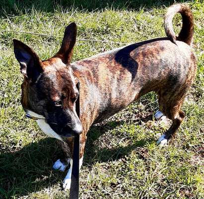 Hilfe bei der Rassebestimmung-Beitrag-Bild