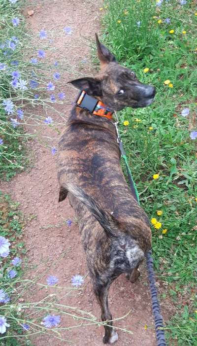 Dogorama Photo Challenge - Märchenwald-Beitrag-Bild