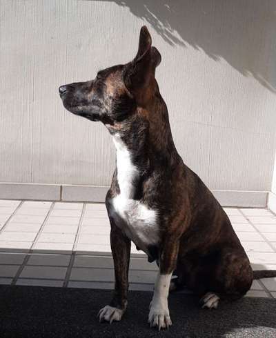 Hilfe bei der Rassebestimmung-Beitrag-Bild