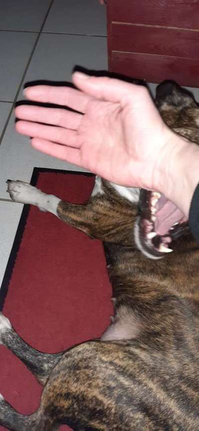 Dogorama Photo Challenge - Fail/Outtakes-Beitrag-Bild