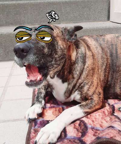 Fotochallenge 124 - Dein Comic-Hund-Beitrag-Bild