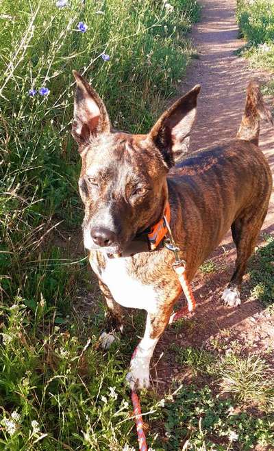 Podenco/Mischlinge hier? :-)-Beitrag-Bild