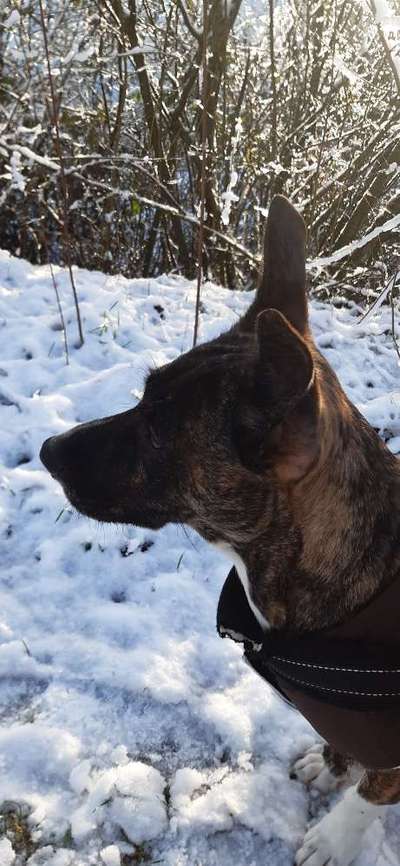 Hilfe bei der Rassebestimmung-Beitrag-Bild