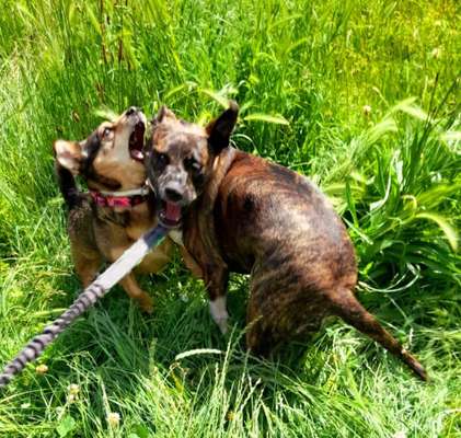 Dogorama Photo Challenge - Spielgesicht-Beitrag-Bild