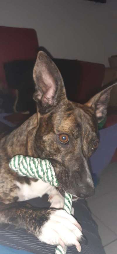 Hilfe bei der Rassebestimmung-Beitrag-Bild