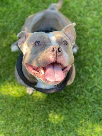 Die Dogorama Monats Challenge "Es grünt und blüht"-Beitrag-Bild