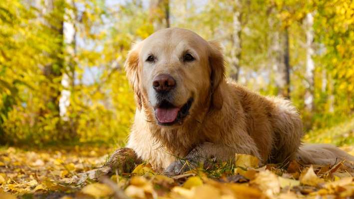 Fotografie / Hundefotografie-Beitrag-Bild