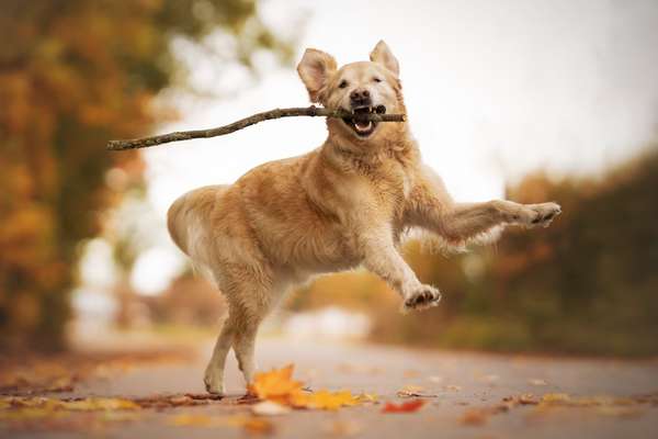Hundetreffen-Kostenloses Hundetraining-Bild