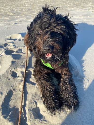 Hundetreffen-Junghund labradoodle Schnauzer-Bild