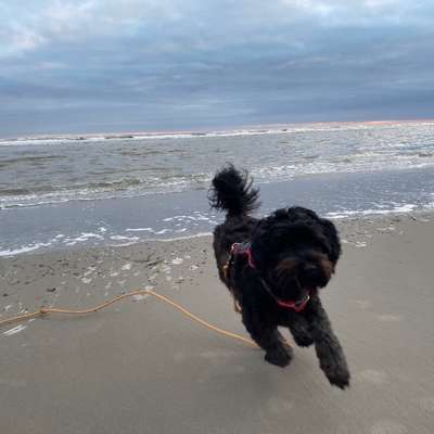 Hundetreffen-Mainträining-Profilbild