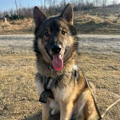 Hundetreffen-Junghunde treffen-Bild