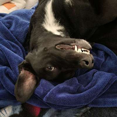 Fotosammlung: ,,Der natürliche Hund" Unbearbeitet, ungestellt und in Natura-Beitrag-Bild