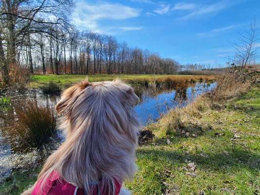 Fotochallenge No. 26                                     Wald und Wiese-Beitrag-Bild