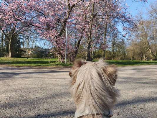 Challenge 23 : "  Euer Hund beim Frühlingserwachen "-Beitrag-Bild