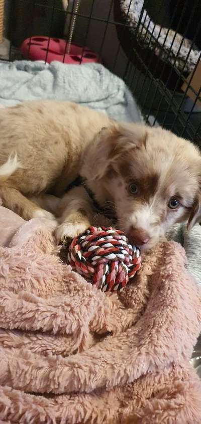 Welpen Bilder !-Beitrag-Bild