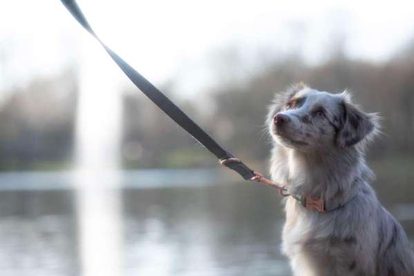 Zeigt mal die schönsten Bilder von euren Hunden !-Beitrag-Bild