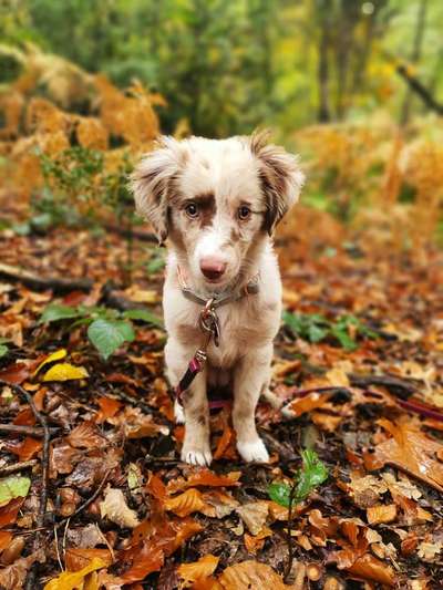 Aussies-Beitrag-Bild