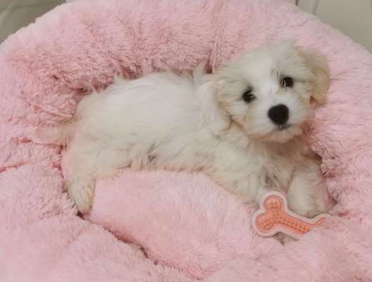 Welpen Bilder !-Beitrag-Bild