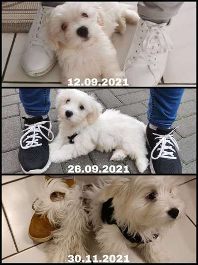 Welpenfotos-Beitrag-Bild