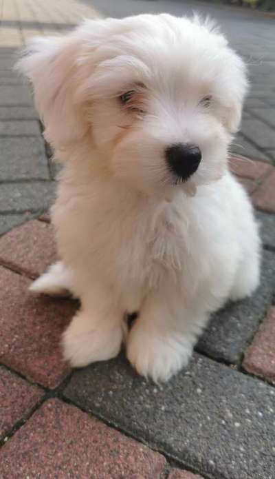 Mischlingshunde Foto Aufruf-Beitrag-Bild