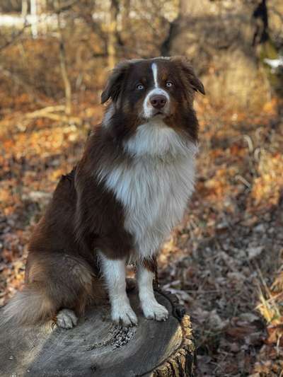 Hundetreffen-Social Walk Bischleben & nähere Umgebung-Bild