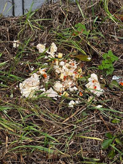 Giftköder-Blumenkohl Auflauf-Bild