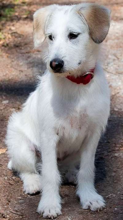 Auslandstierschutz-Beitrag-Bild