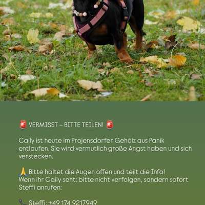 Suchmeldung-Caily-Bild