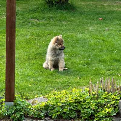 Eurasier hier?-Beitrag-Bild