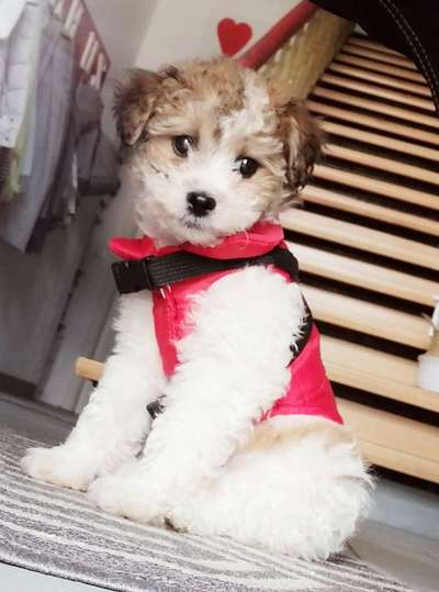 Als Welpen sind sie alle noch süßer-Beitrag-Bild