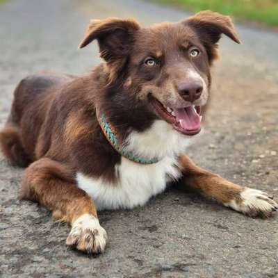 Hundetreffen-Social Walk, entspanntes Spazierengehen, Spielen-Bild