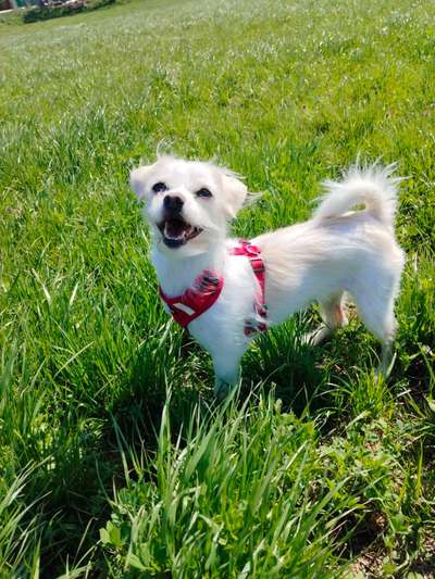 Hundetreffen-Spiel treffen und Gassi runden im 22.bezirk ☺️-Bild