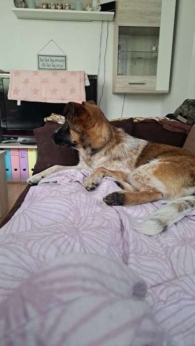 Welpen Bilder !-Beitrag-Bild