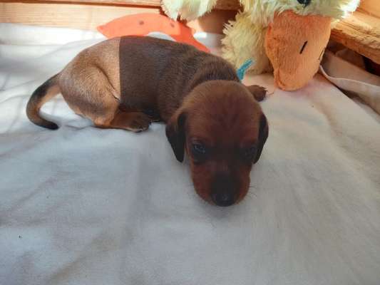 Welpen Bilder !-Beitrag-Bild