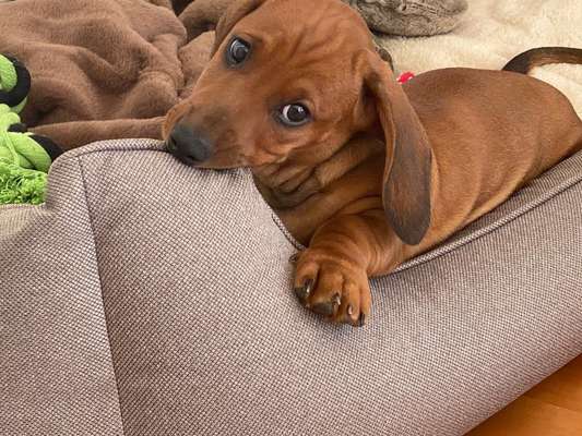 Welpen Bilder !-Beitrag-Bild