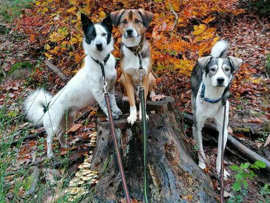 Club der Rumänen (Alle Hunde aus dem rumänischen Tierschutz, wo seid Ihr?)-Beitrag-Bild