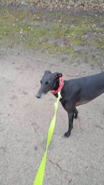 Windhunde - Treffen der besonderen Schönheiten
HERZLICH WILLKOMMEN-Beitrag-Bild