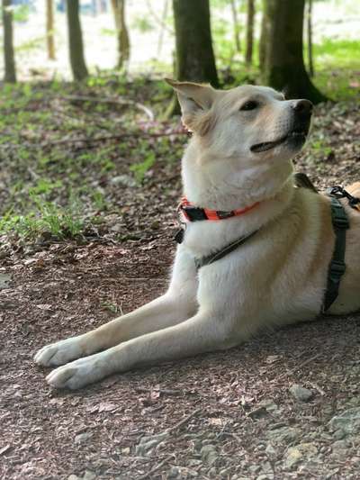 Hundetreffen-Regelmäßige Spaziergänge-Bild