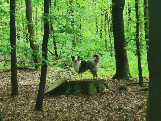 Welchen Hund hast du?-Beitrag-Bild