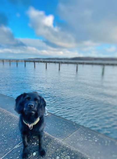 Hundetreffen-Hundefreunde zum gemeinsamen Gassigehen gesucht-Bild