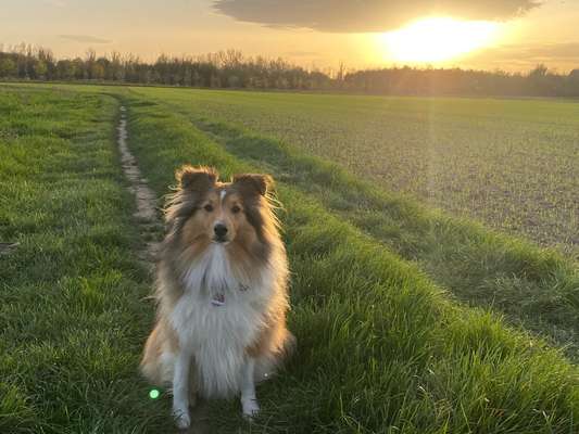 Shelties-Beitrag-Bild