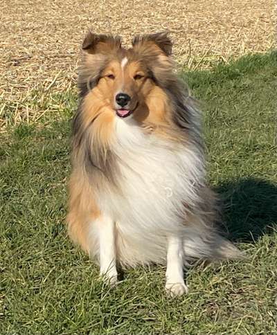 Shelties-Beitrag-Bild