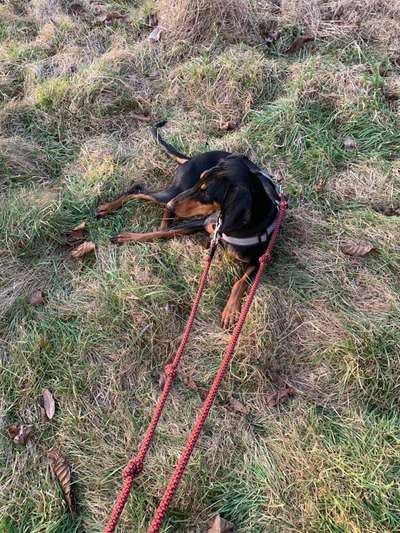 Fotochallenge No. 26                                     Wald und Wiese-Beitrag-Bild