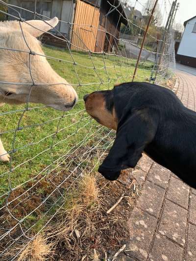 Bilder Hund und andere Tiere-Beitrag-Bild