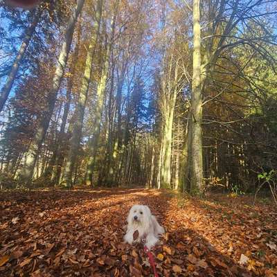 Hundetreffen-Social Walk-Bild