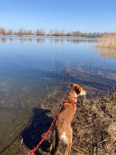 Challenge 23 : "  Euer Hund beim Frühlingserwachen "-Beitrag-Bild