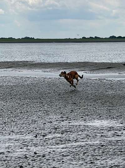 Windhunde - Treffen der besonderen Schönheiten
HERZLICH WILLKOMMEN-Beitrag-Bild