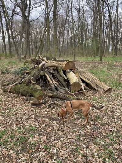 Windhunde - Treffen der besonderen Schönheiten
HERZLICH WILLKOMMEN-Beitrag-Bild