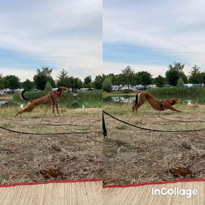Windhunde - Treffen der besonderen Schönheiten
HERZLICH WILLKOMMEN-Beitrag-Bild